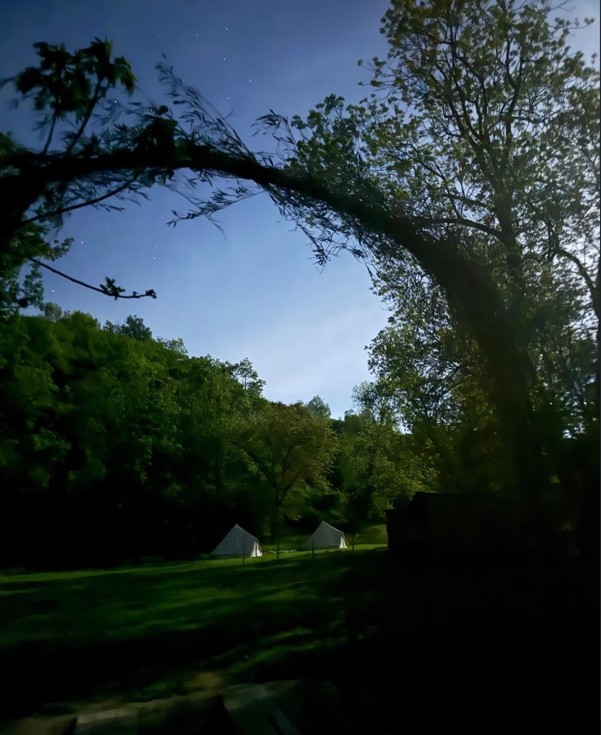 Le campement niché sous les arbres