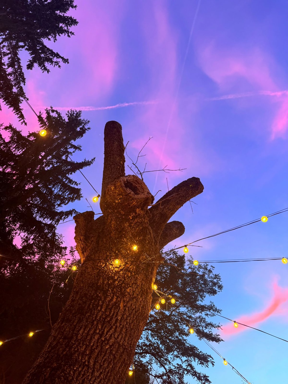 Un ciel rose au-dessus des arbres et des guirlandes