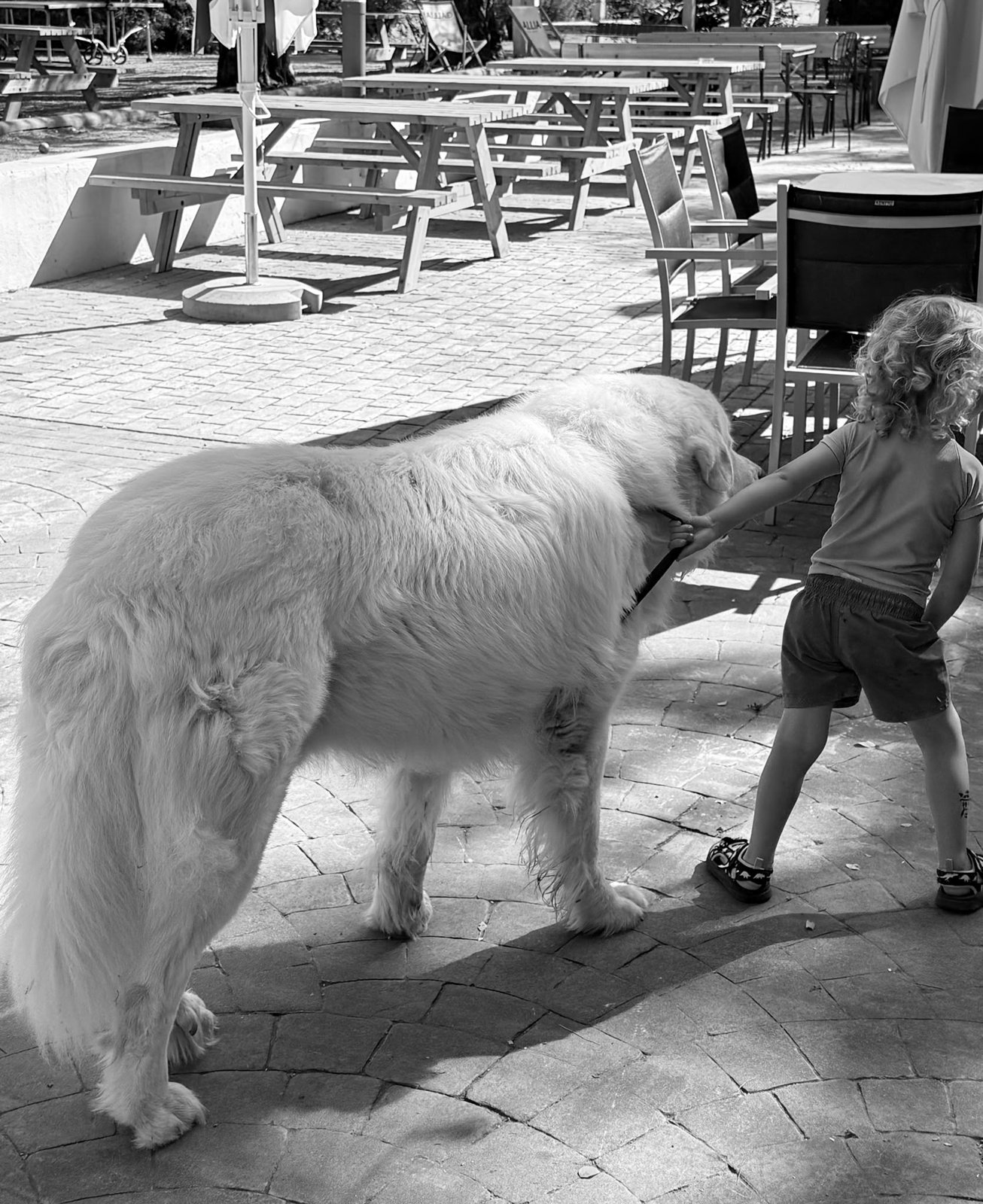 Un chien près des tables du campement